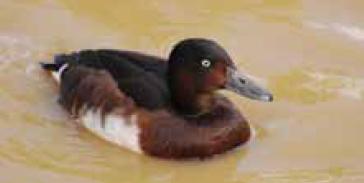 Baer’s Pochard (Aythya baeri) sighted in Chashma Barrage