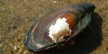 Huge sized Freshwater Mussels (Nodularia pachysoma) found in Chashma Barrage