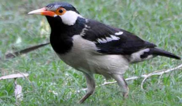 Pied Myna (Sturnus contora) is Dispersing Further West