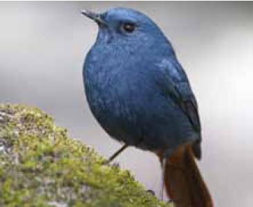 Plumbeous Redstart (Rhyacornis Fuliginosus) Sighted in Chashma Barrage