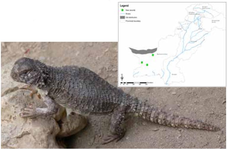 New distribution Range of Seistan spiny-tail ground lizard (Uromastyx Asmussi) in Pakistan