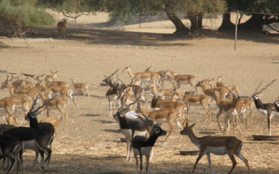 Wildlife Safari / Sindh