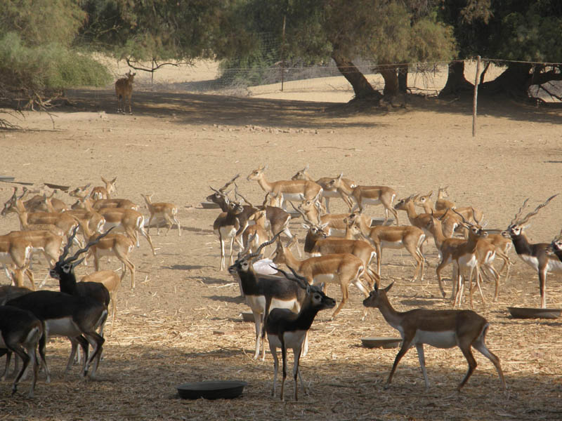 Wildlife Safari / Sindh