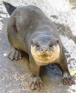 Articles on Otters