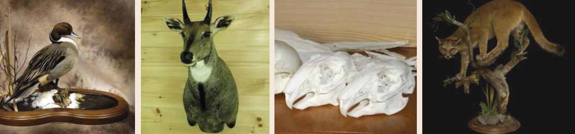 Basic Skill Learning in Taxidermy and Natural History Museum Development (5-days Training Course)