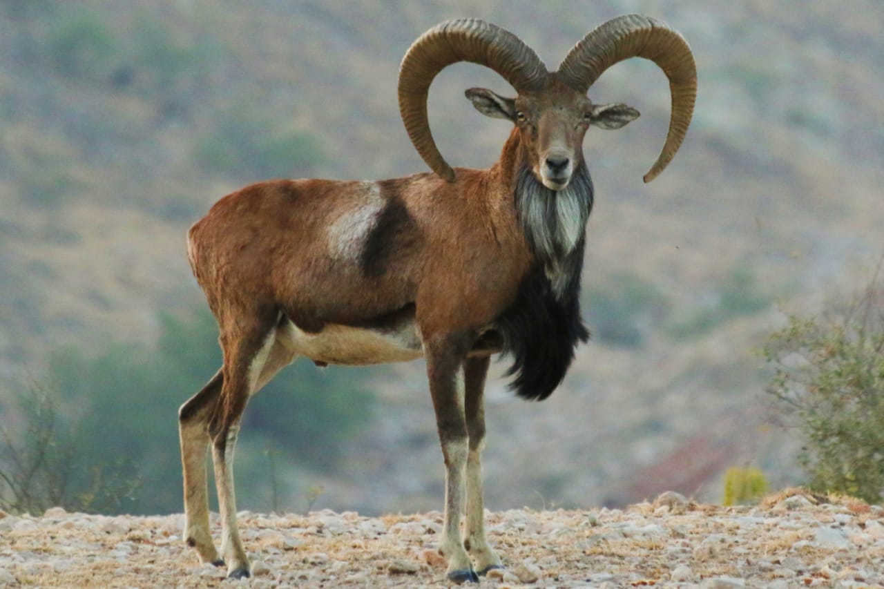 Punjab Urial