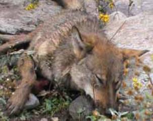 Wolf Killed in AJK