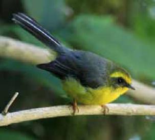 Yellow-bellied Fantail Flycatcher (Rhipidura hypoxantha) sighted