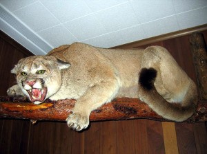 lion-taxidermy